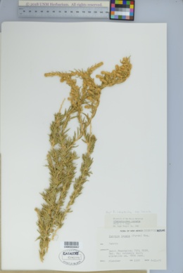 Krascheninnikovia ceratoides image
