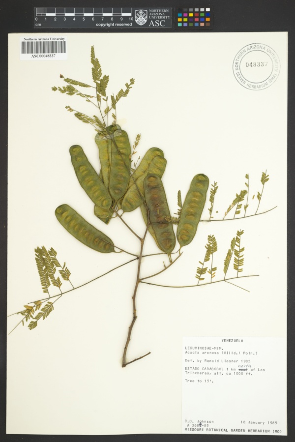 Acacia arenosa image
