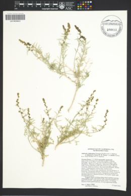 Ambrosia platyspina image