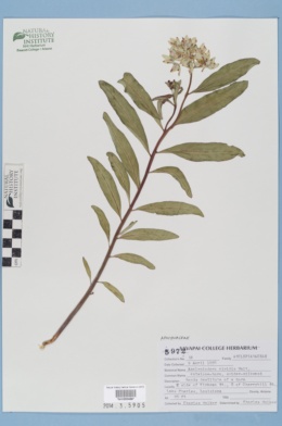 Asclepiodora viridis image