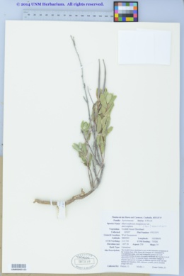 Macrosiphonia lanuginosa image
