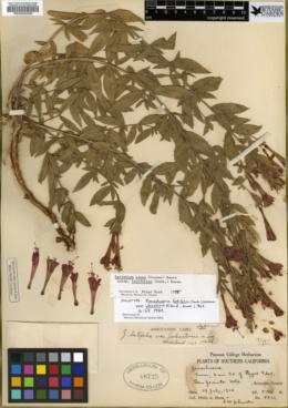 Image of Zauschneria latifolia