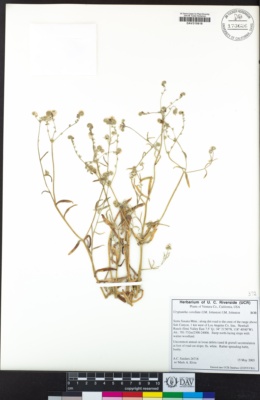 Cryptantha corollata image