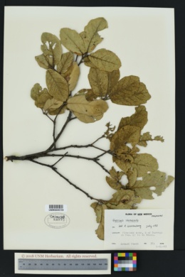 Image of Quercus obtusata