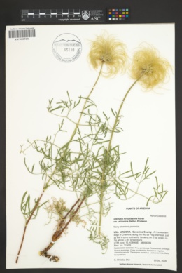 Clematis hirsutissima var. arizonica image
