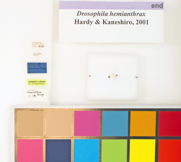 Drosophila hemianthrax image