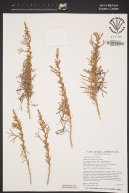 Artemisia nesiotica image