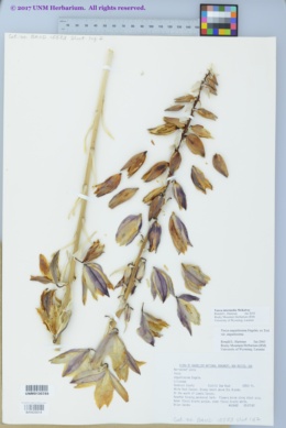 Yucca intermedia image