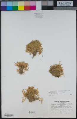 Sagina decumbens subsp. occidentalis image