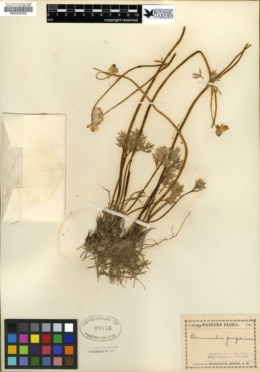 Ranunculus andersonii var. tenellus image