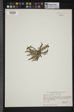 Camissonia breviflora image