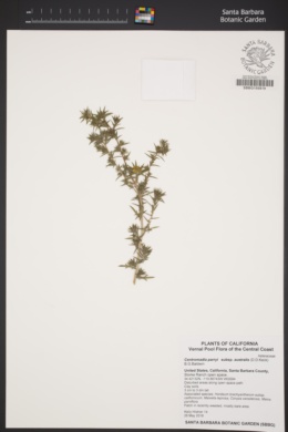 Centromadia parryi subsp. australis image