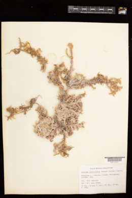 Eucheuma denticulatum image