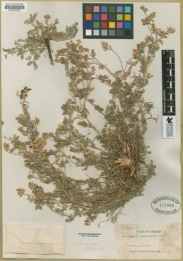 Astragalus hosackiae image