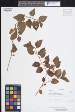 Viola scandens image