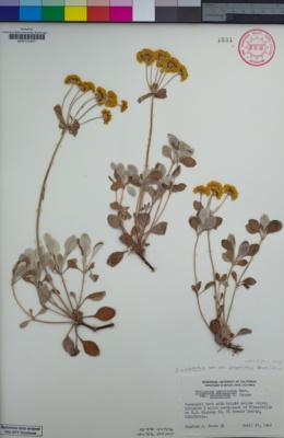 Eriogonum umbellatum var. polyanthum image