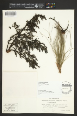Image of Arceuthobium hondurense