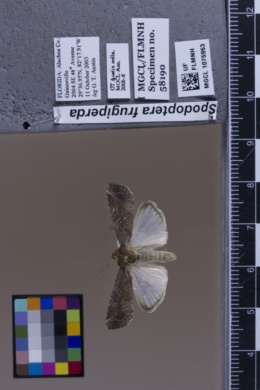 Spodoptera frugiperda image