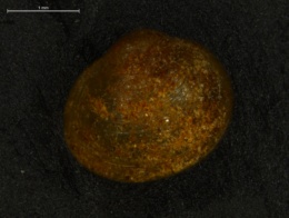 Pisidium ferrugineum image