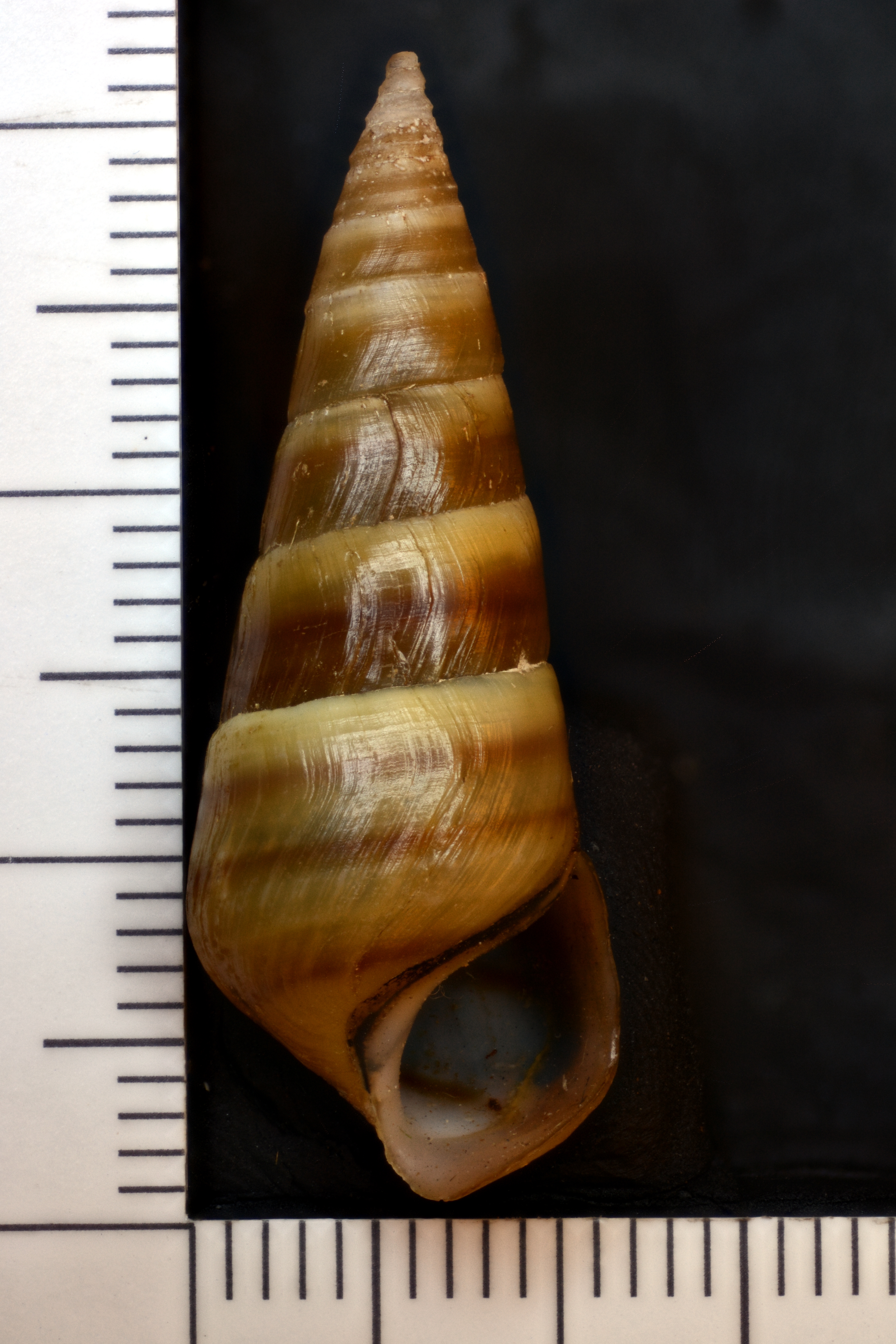 Image of Pleurocera acuta