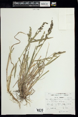 Echinochloa crus-galli var. zelayensis image