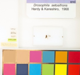 Drosophila setosifrons image