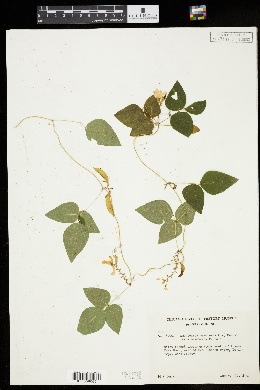 Amphicarpaea bracteata subsp. bracteata image