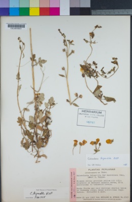 Image of Calceolaria mandoniana