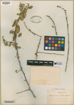 Image of Stegnosperma watsonii