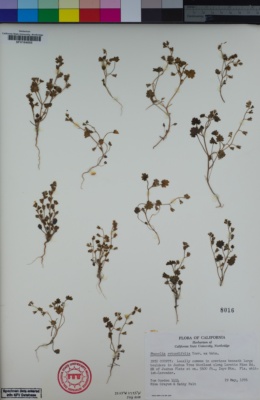 Image of Phacelia rotundifolia
