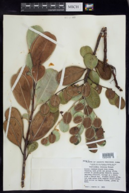 Phyllanthus chryseus image