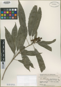 Image of Bennettiodendron brevipes