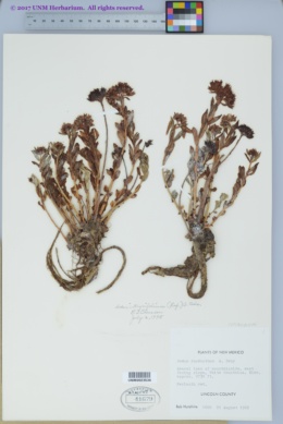 Rhodiola integrifolia var. neomexicana image