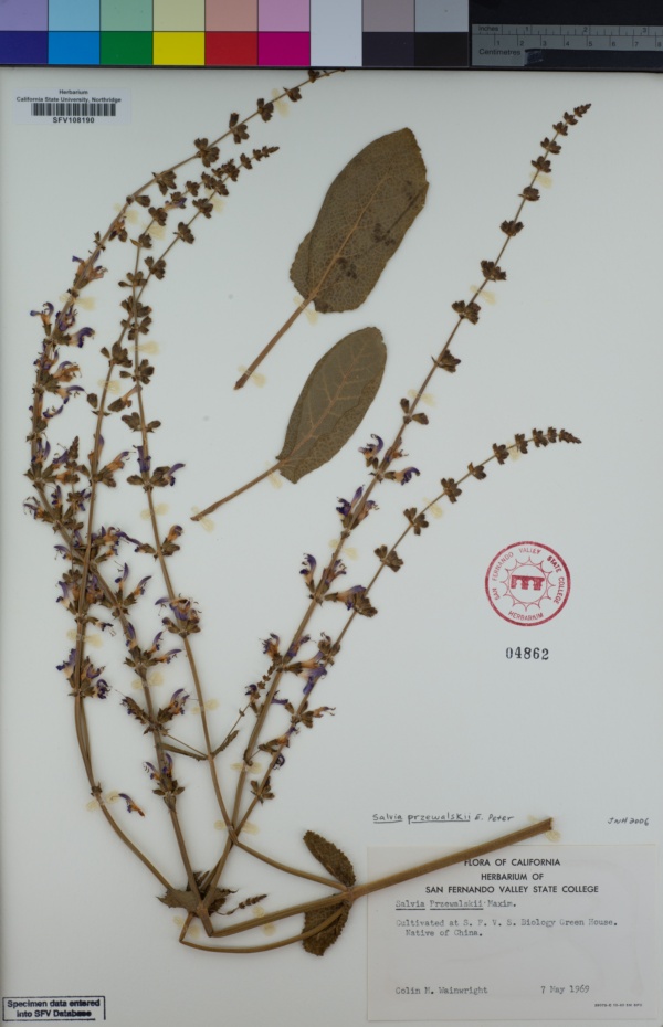 Salvia przewalskii image