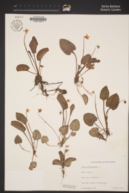 Viola primulifolia image