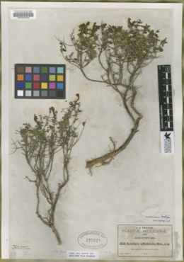 Image of Scutellaria suffrutescens