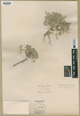 Astragalus purshii var. interior image