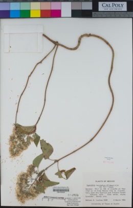 Image of Ageratina cylindrica
