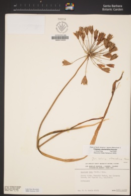 Triteleia clementina image