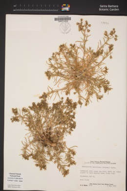 Spergularia macrotheca image