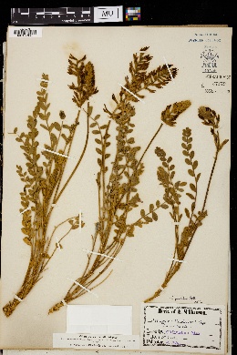 Astragalus pervelutinus image