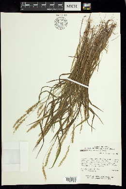 Setariopsis latiglumis image
