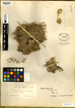 Astragalus kentrophyta subsp. danaus image