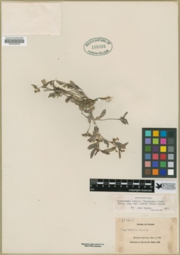 Argythamnia humilis var. laevis image