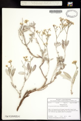 Image of Eriogonum fendlerianum