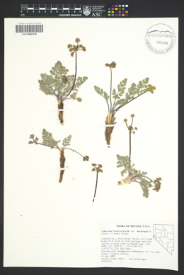 Lomatium foeniculaceum subsp. fimbriatum image