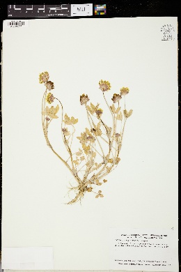 Image of Trifolium jokerstii