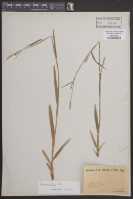 Image of Carex purpurifera