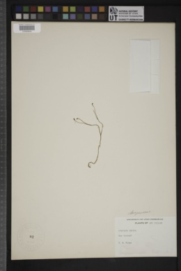 Image of Schizaea bifida