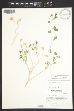 Mentzelia hualapaiensis image